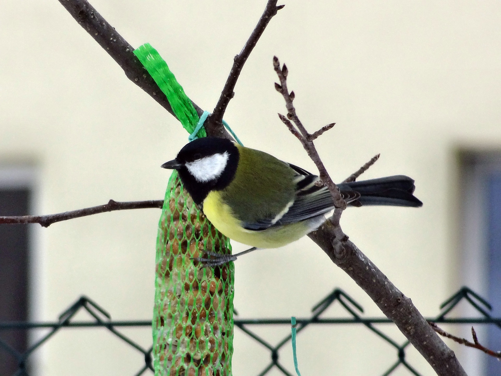 Bild Vogel