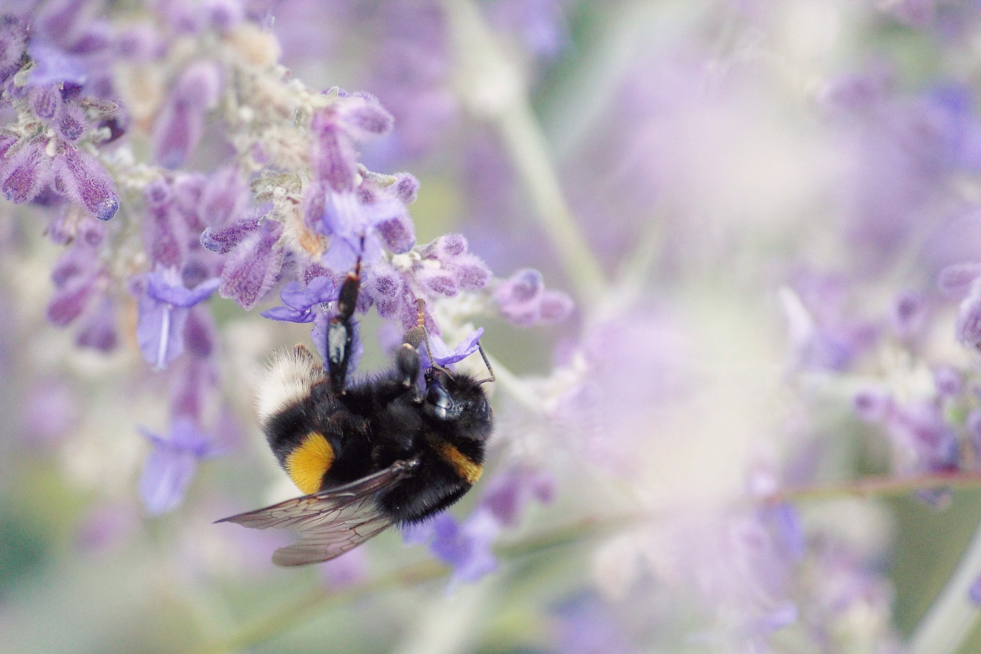 Bild Hummel