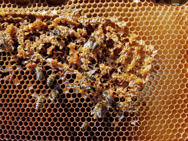 Bienenwaben