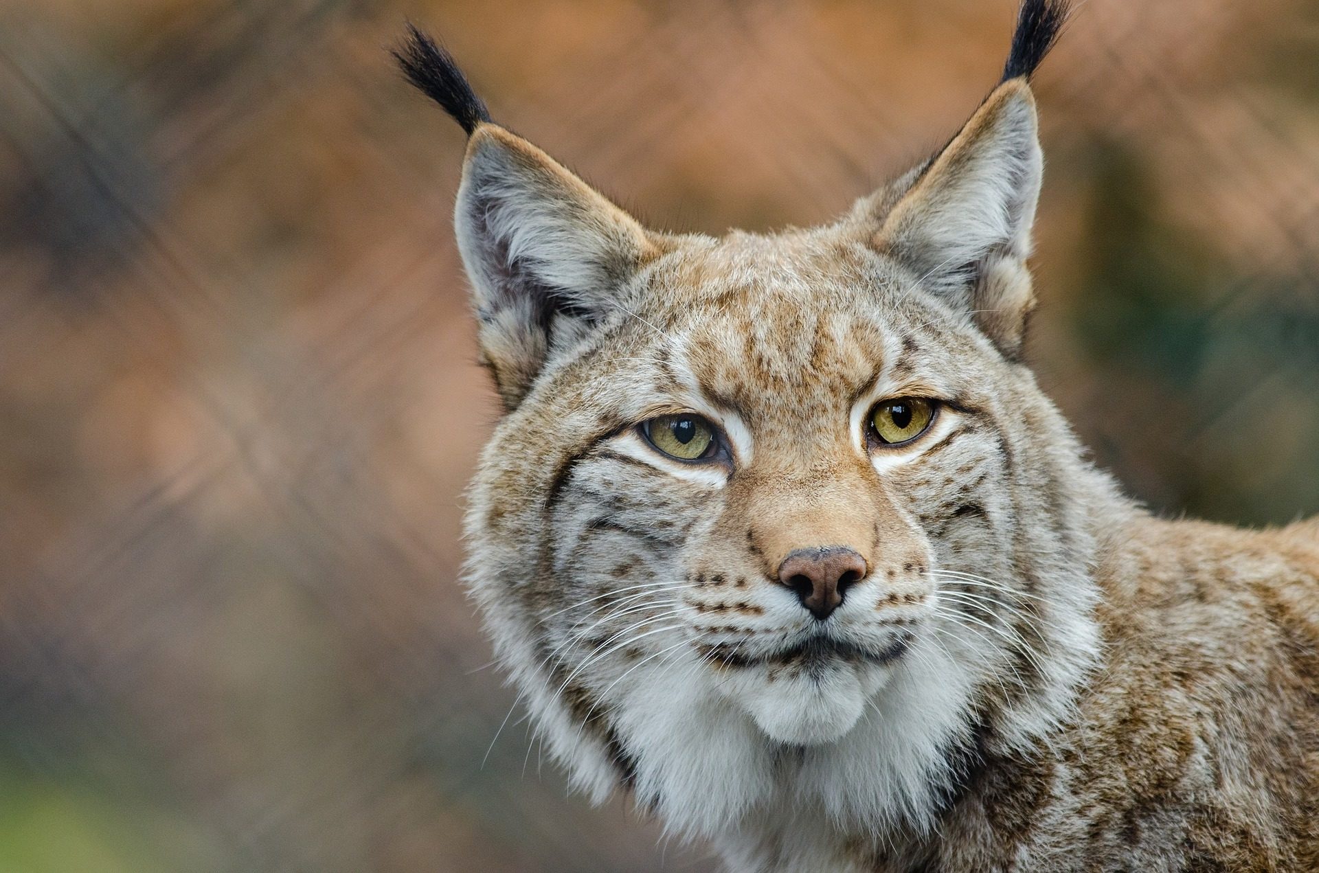 Luchs