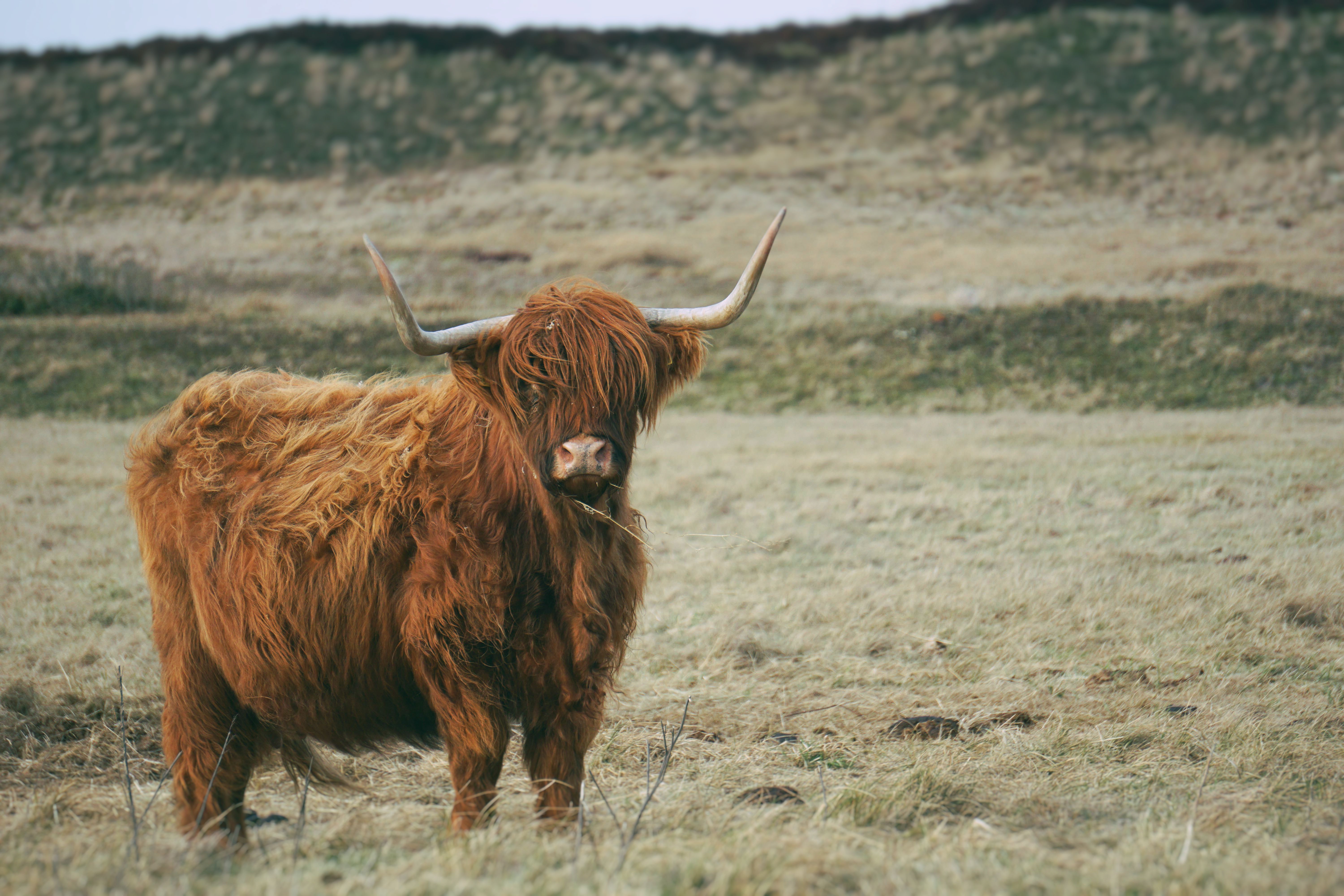 Bison