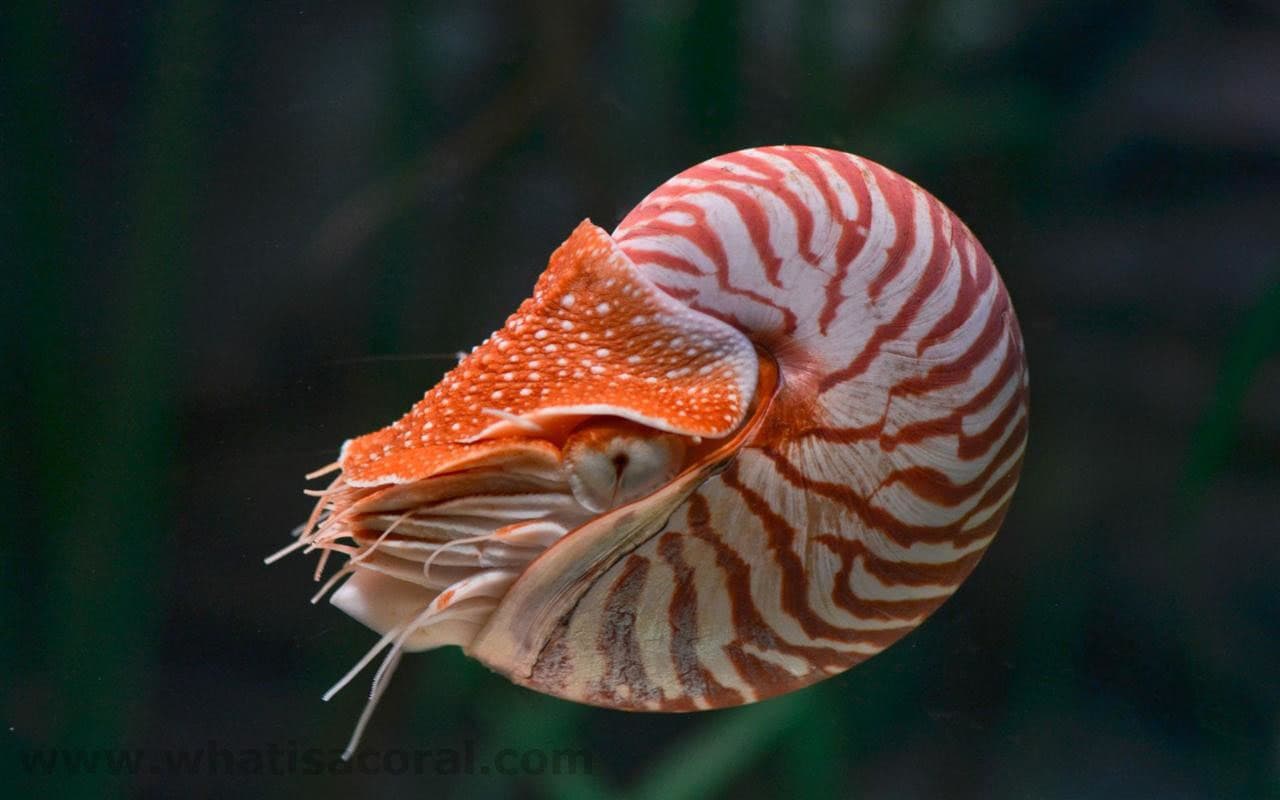 bild-eines-nautilus-perlboot