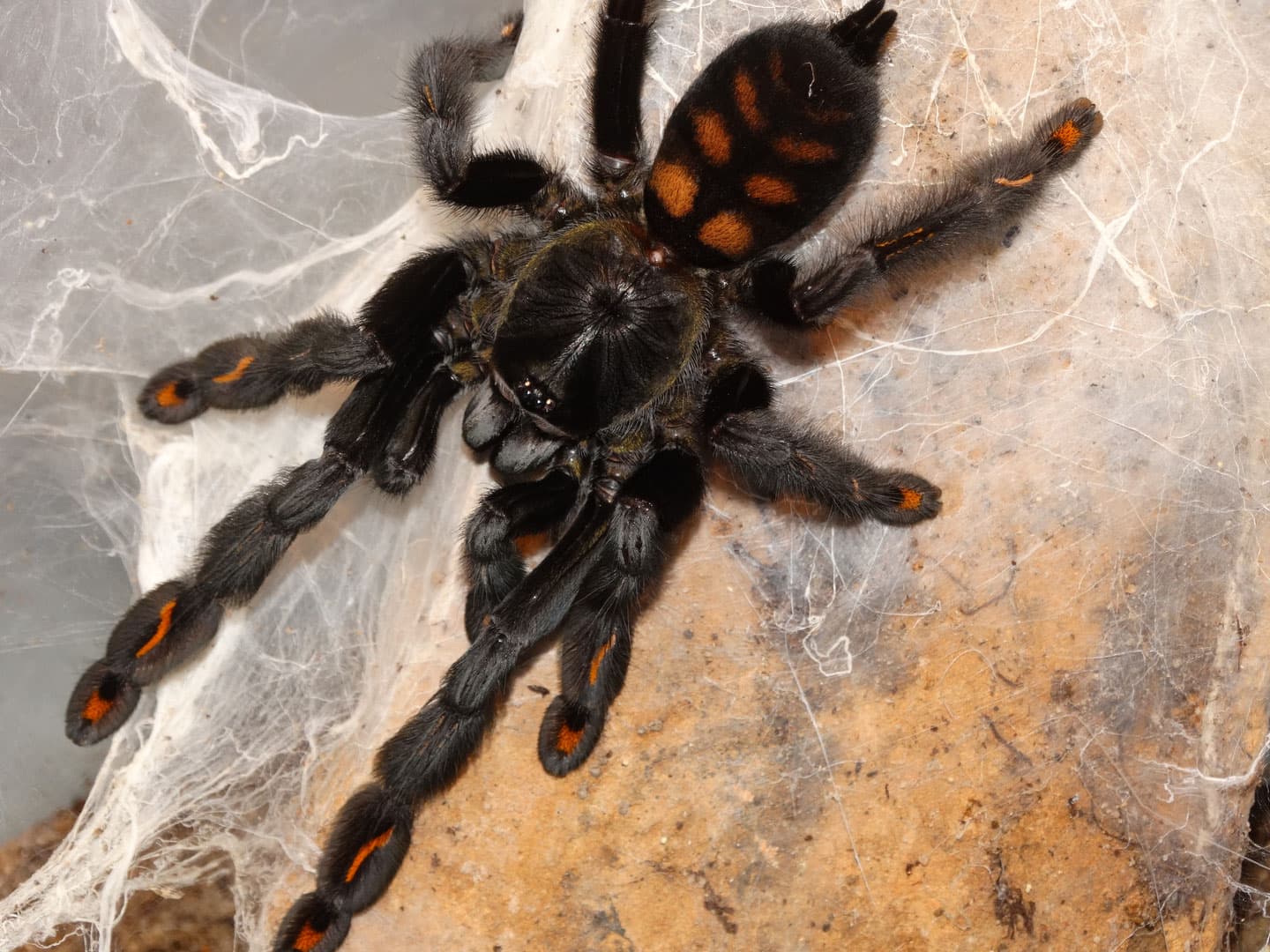 Vogelspinne