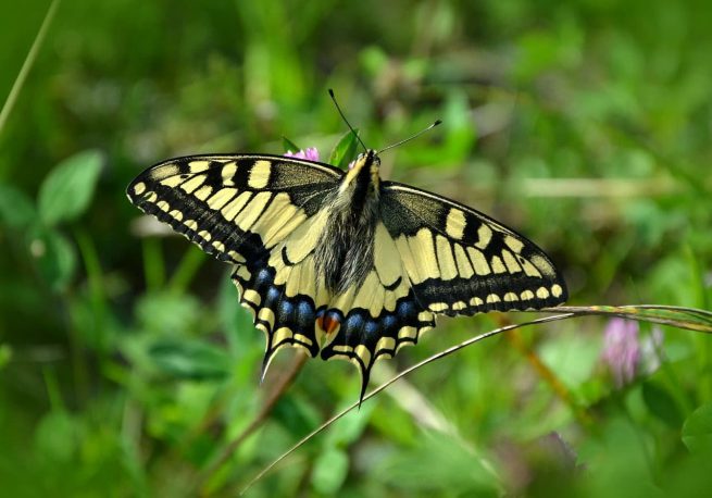 Schmetterling