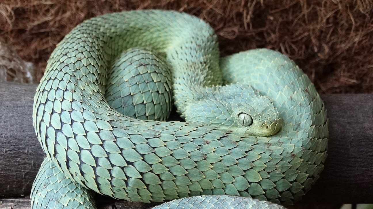 Buschviper klein