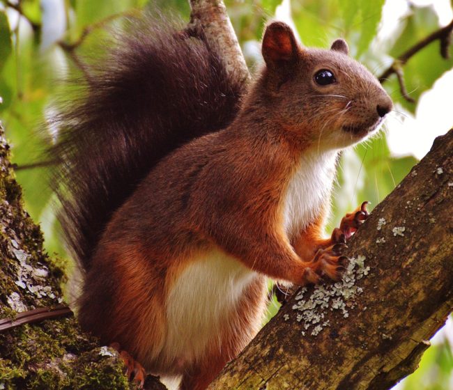 Bild eines Eichhörnchens