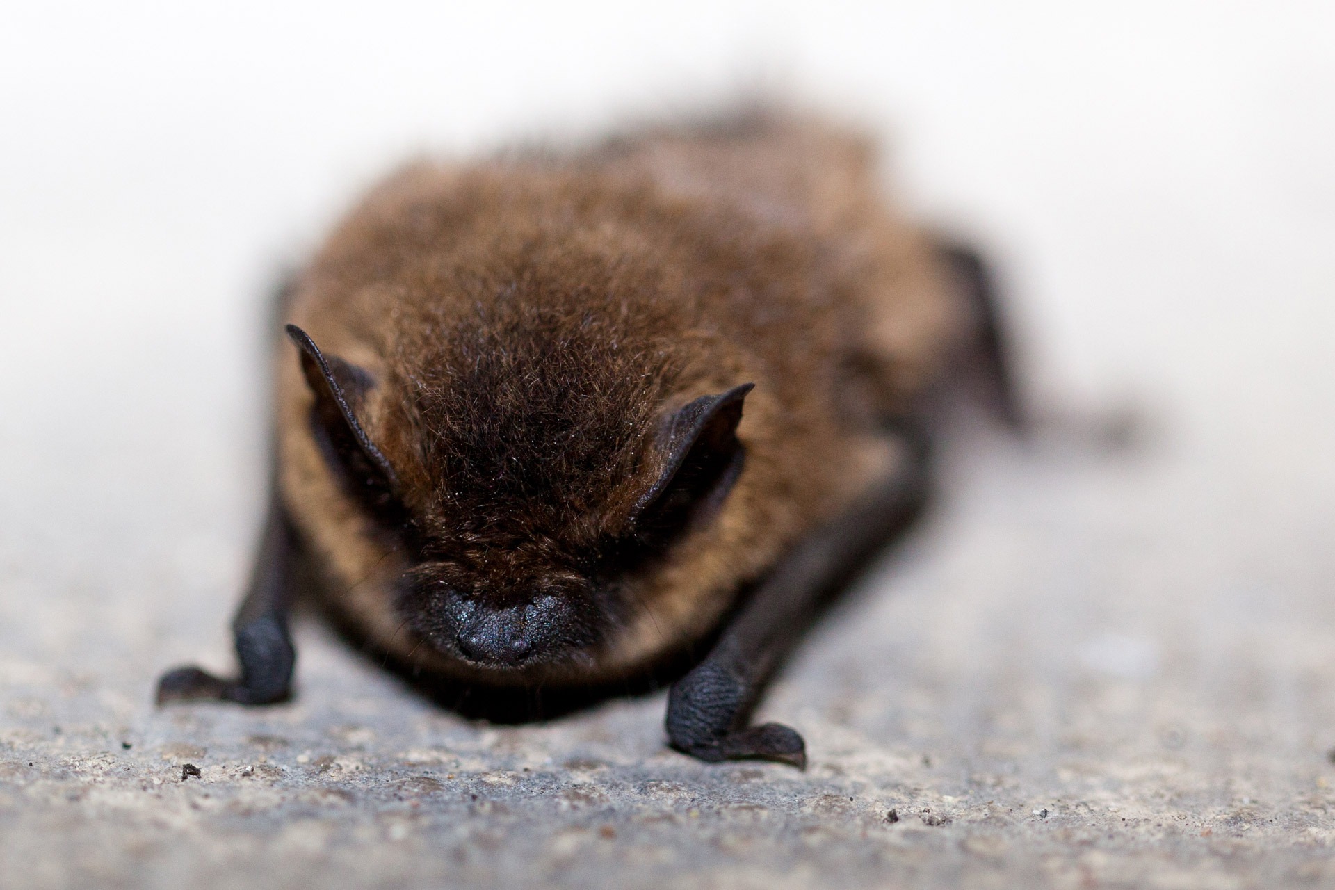 Fledermaus
