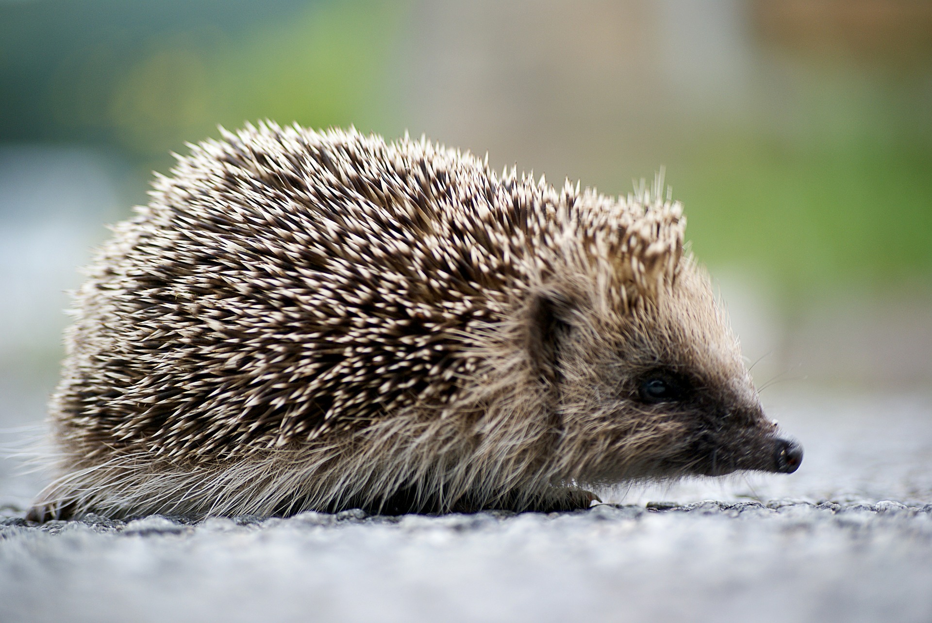 Igel