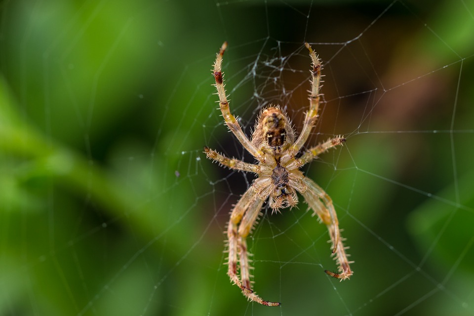 Spinne
