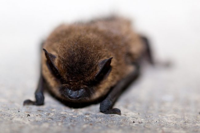 Fledermaus