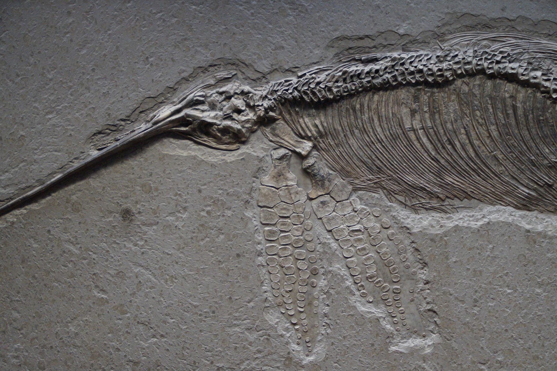 Bildungsangebot Bild zu sehen Ichthyosaurs