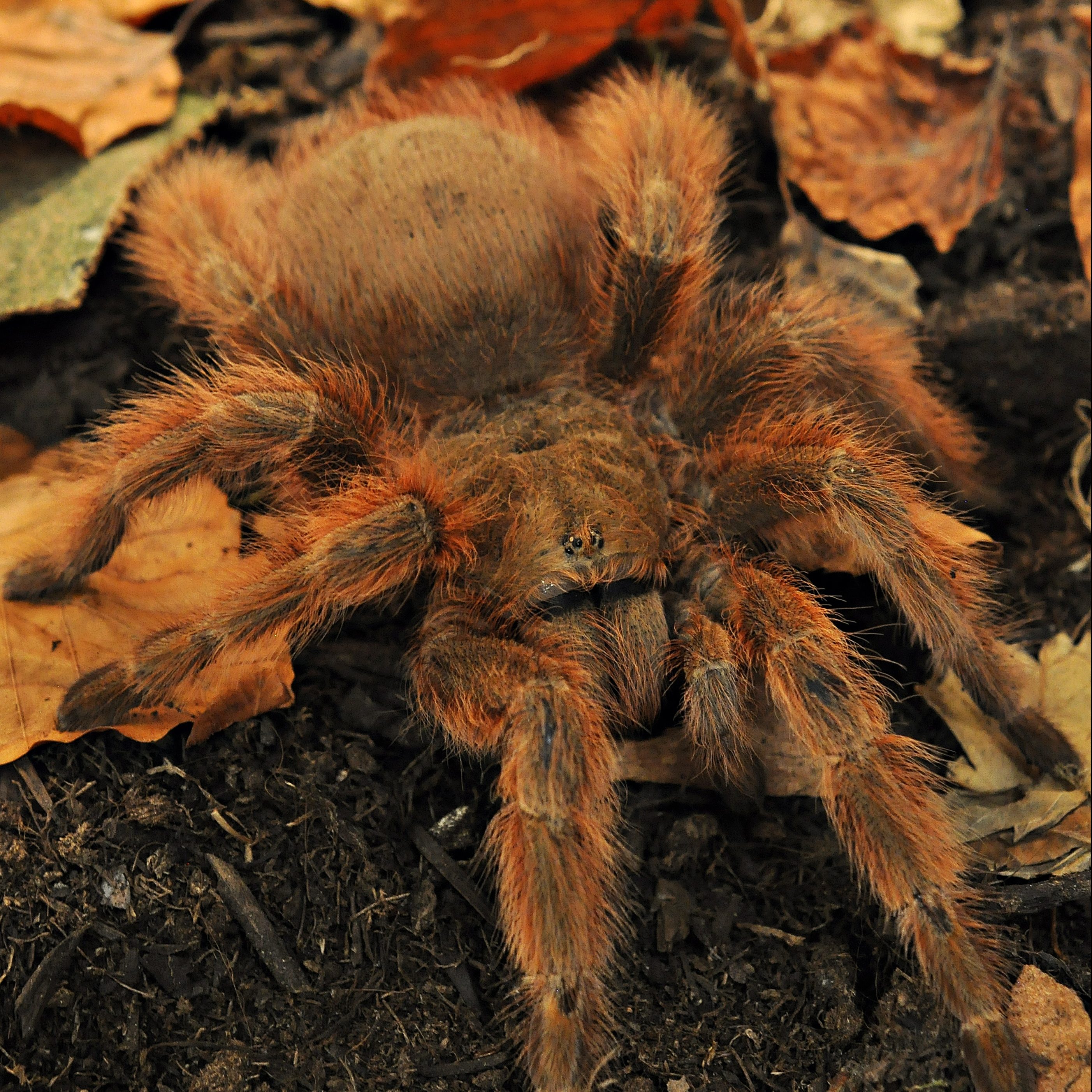 Fuchsvogelspinne Bild