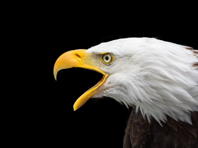 adler