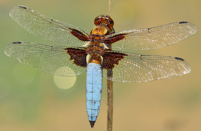 libelle