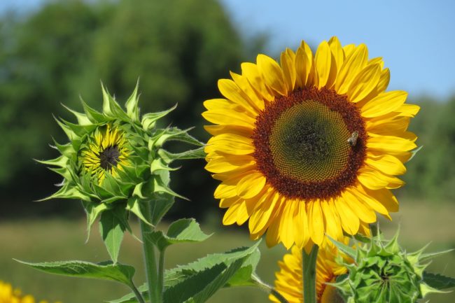 Sonnenblume