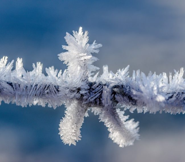 Schnee und Eis Workshop Terminbild, zu sehen eingefrorener Ast mit vielen Eiskristallen