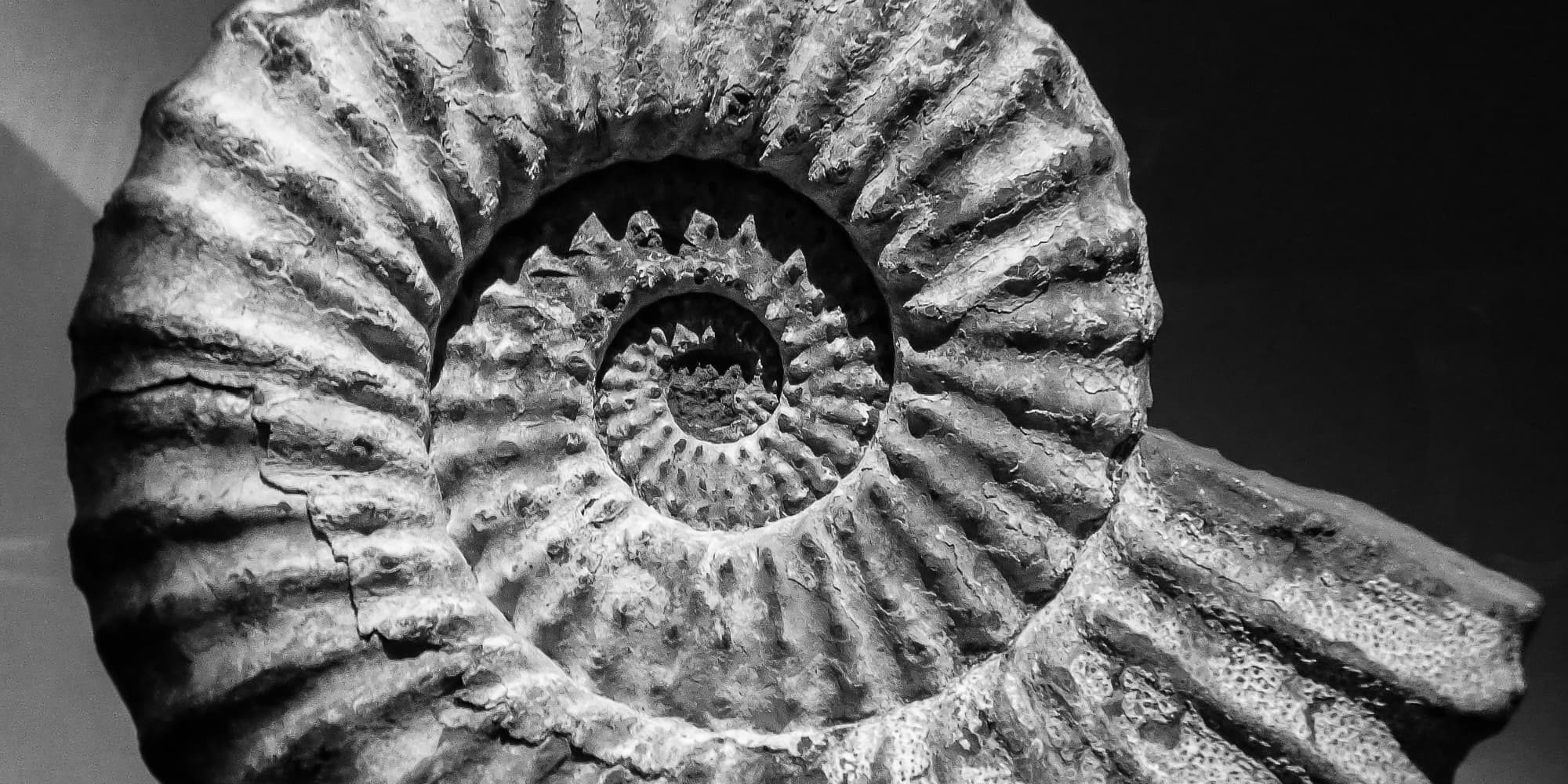 Ammonit Schwarz Weiß