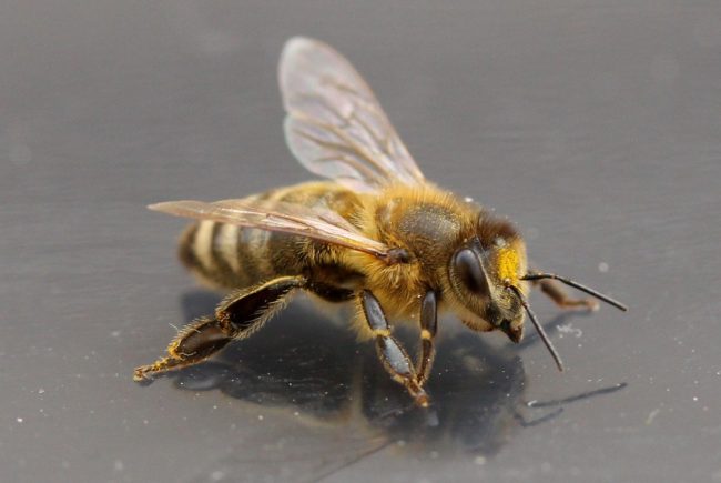 Bei Biene Maja zu Gast Terminbild zu sehen Honigbiene