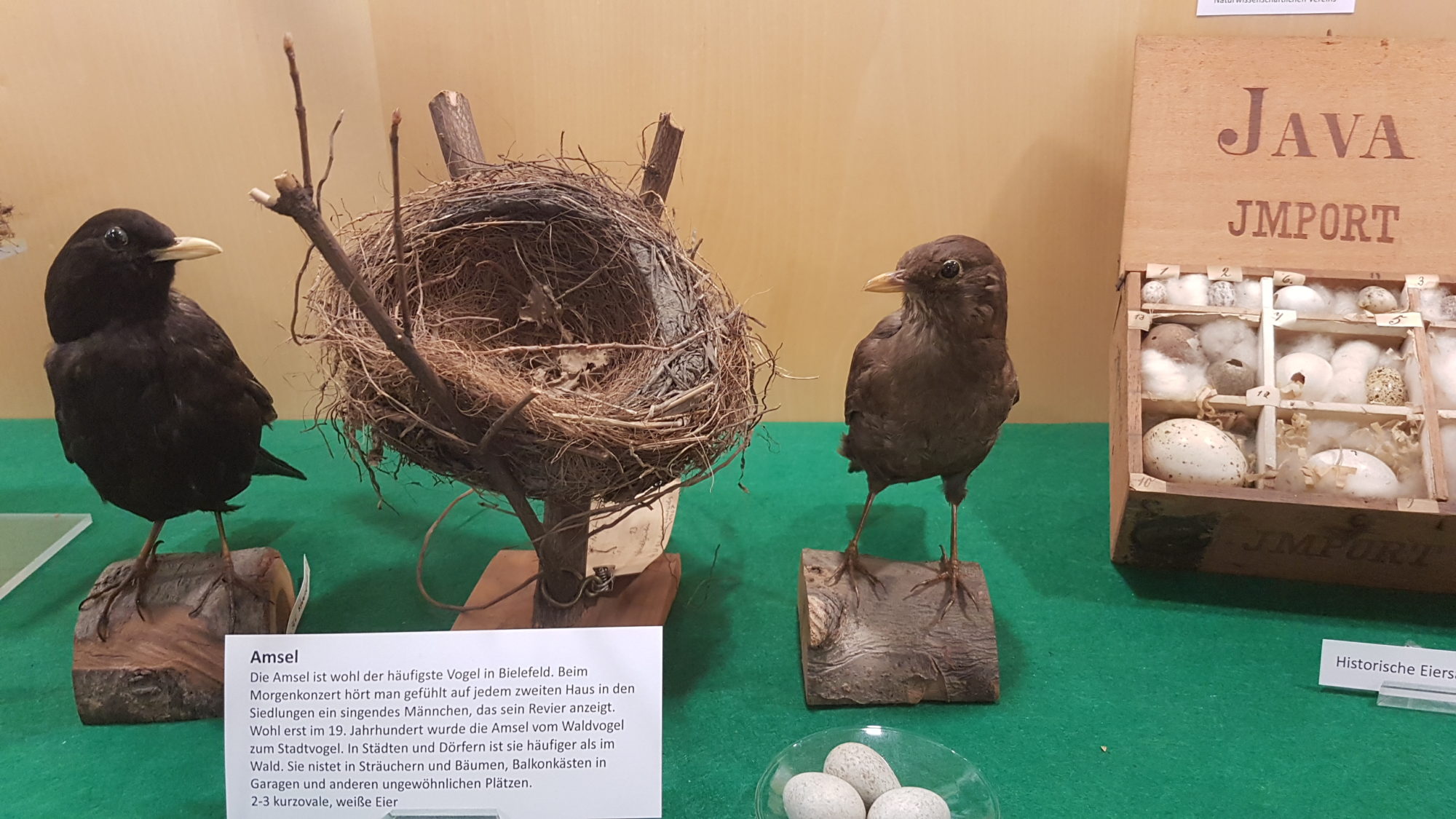 Bild von Sammlungsschaufenser Ausstellung "Nester - Eier - Vogelpräperate"